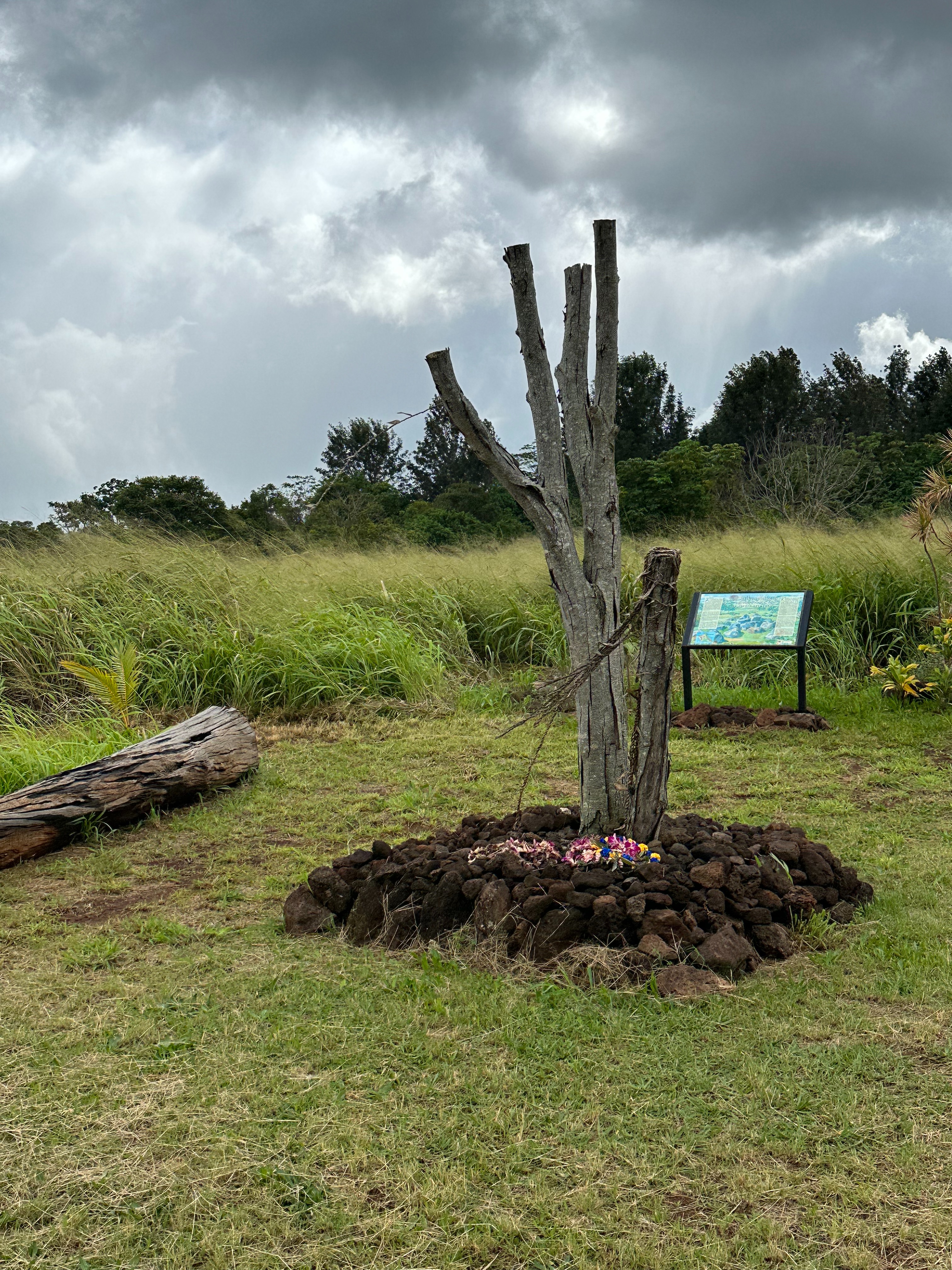 f:id:kupuna:20240203201902j:image
