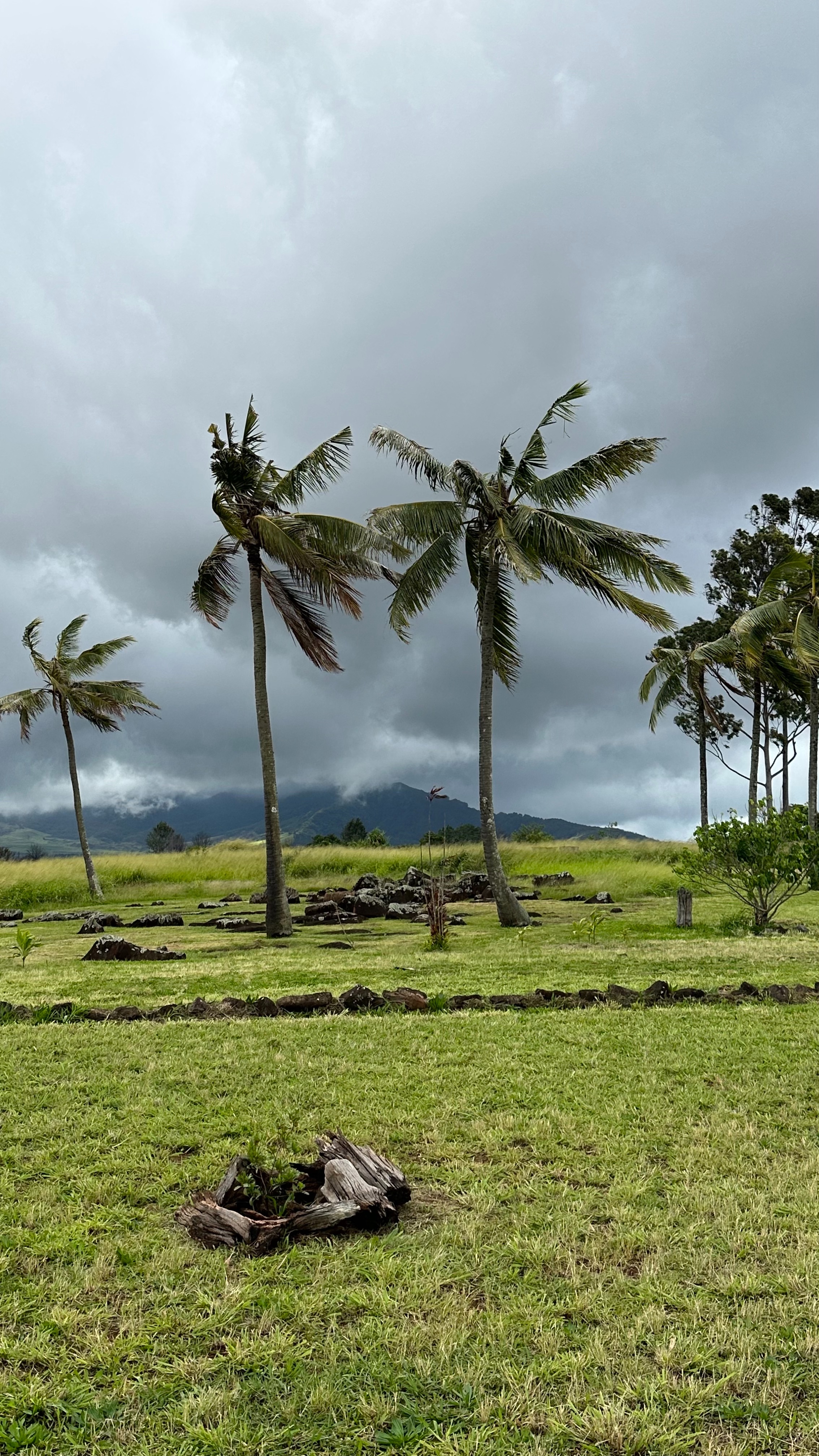 f:id:kupuna:20240203201922j:image