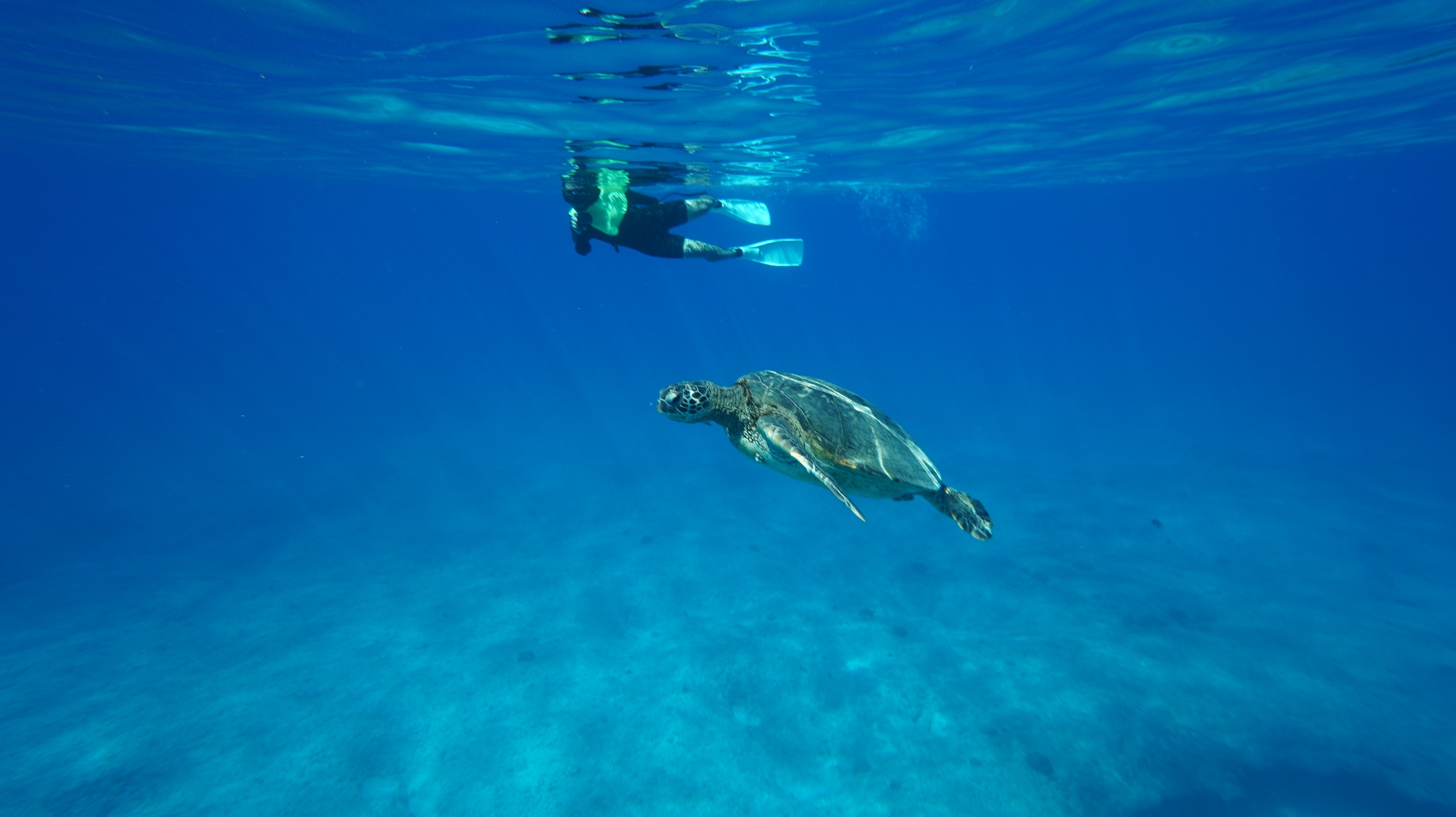 f:id:kupuna:20240203202218j:image