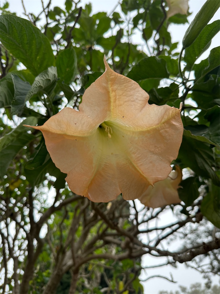 f:id:kupuna:20240211215119j:image