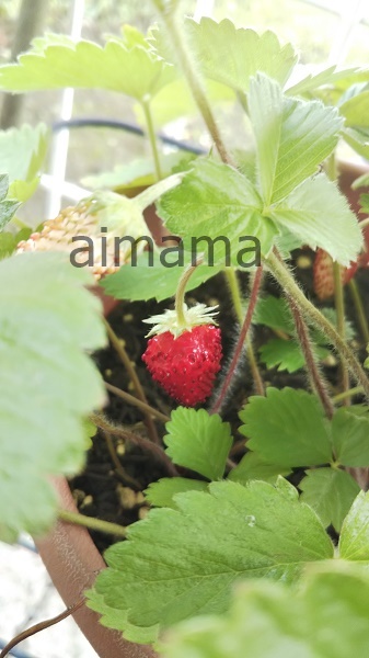 f:id:kurabenaikosodate:20200713134001j:plain