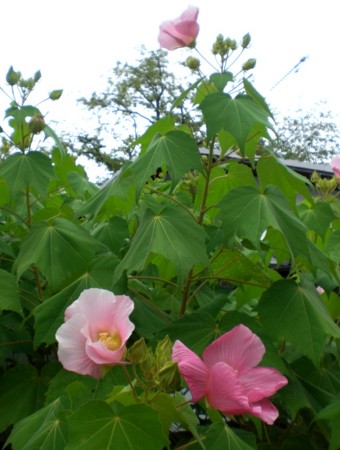 f:id:kurabou:20090914144301j:image