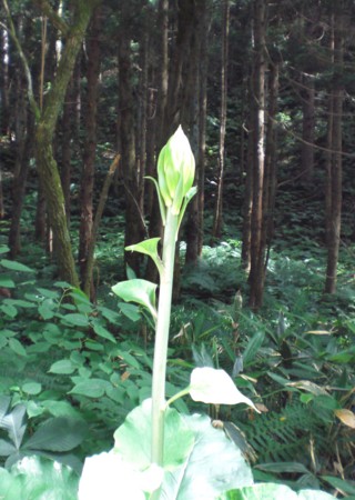 f:id:kurabou:20100720143453j:image