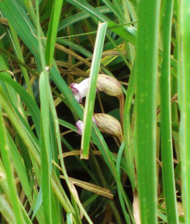 f:id:kurabou:20130903115549j:image