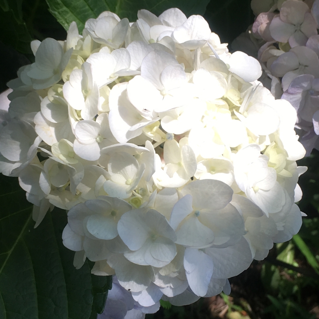 f:id:kuragerium:20180722011838j:plain f:id:kuragerium:20180722011838j:plain