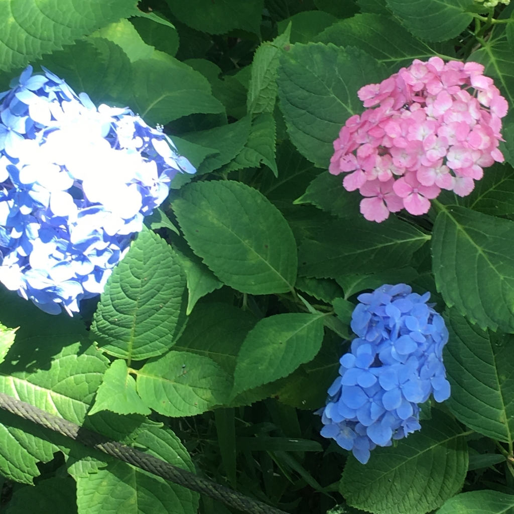 f:id:kuragerium:20180722012006j:plain f:id:kuragerium:20180722012006j:plain