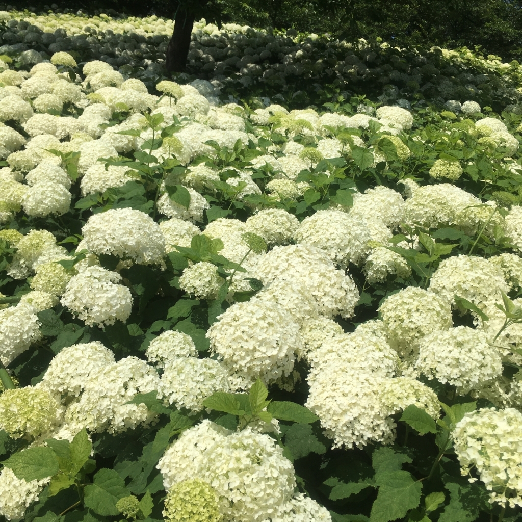 f:id:kuragerium:20180722012206j:plain f:id:kuragerium:20180722012206j:plain