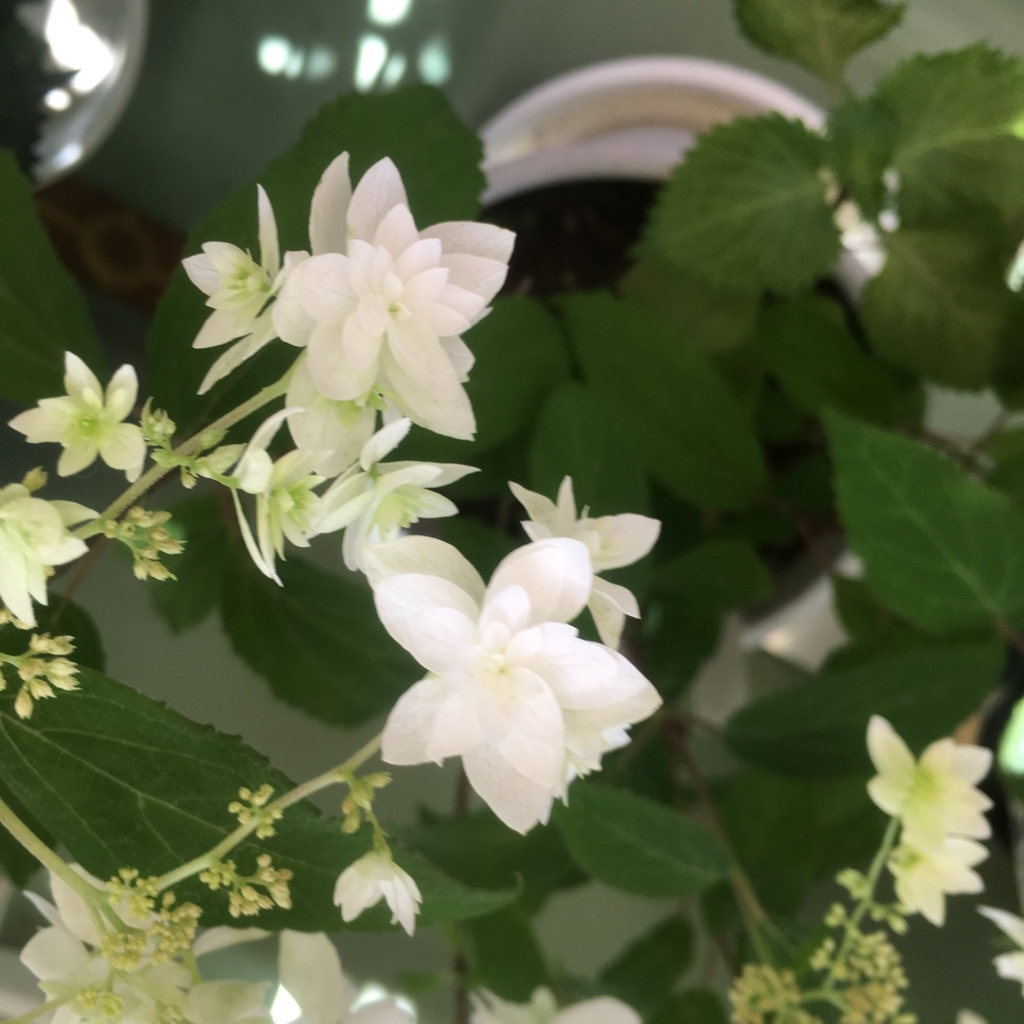 f:id:kuragerium:20180722012817j:plain f:id:kuragerium:20180722012817j:plain