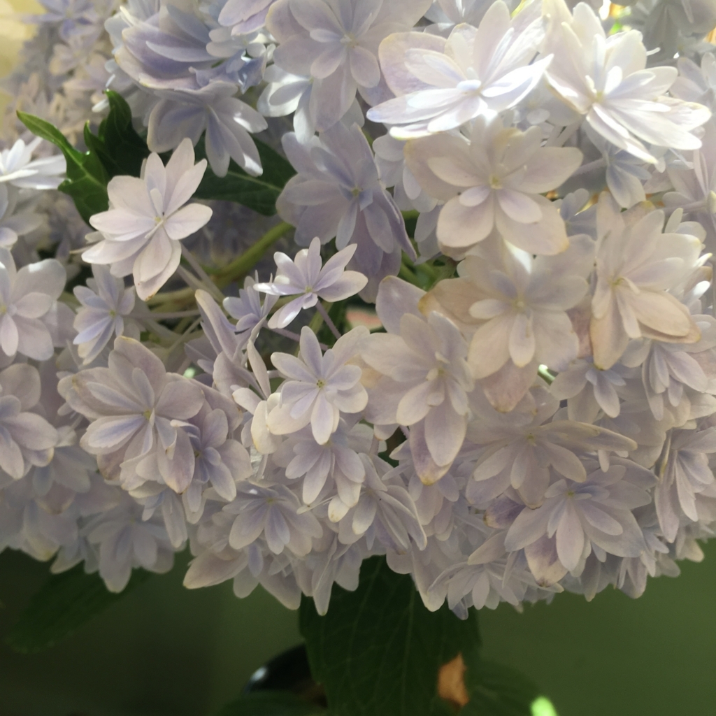 f:id:kuragerium:20180722012845j:plain f:id:kuragerium:20180722012845j:plain