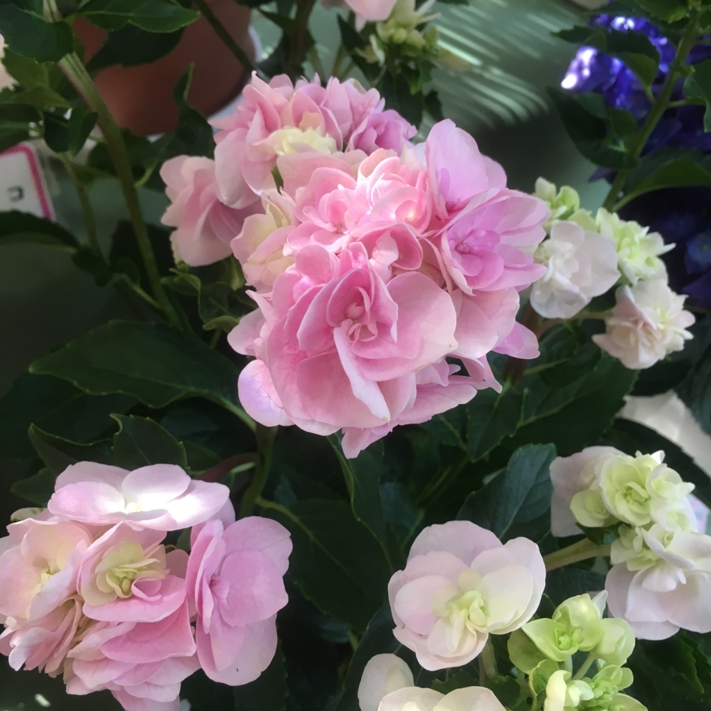 f:id:kuragerium:20180722012952j:plain f:id:kuragerium:20180722012952j:plain