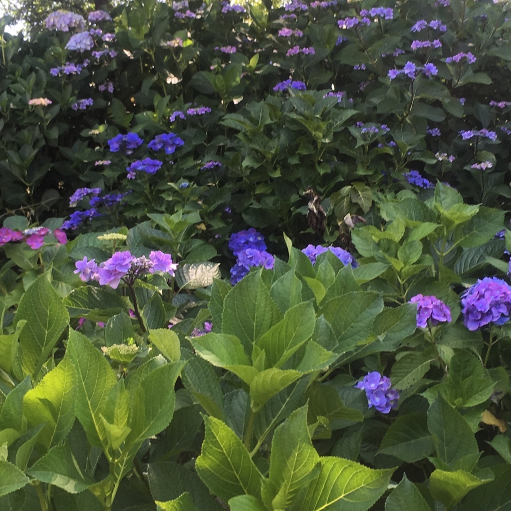 f:id:kuragerium:20180722014707j:plain f:id:kuragerium:20180722014707j:plain
