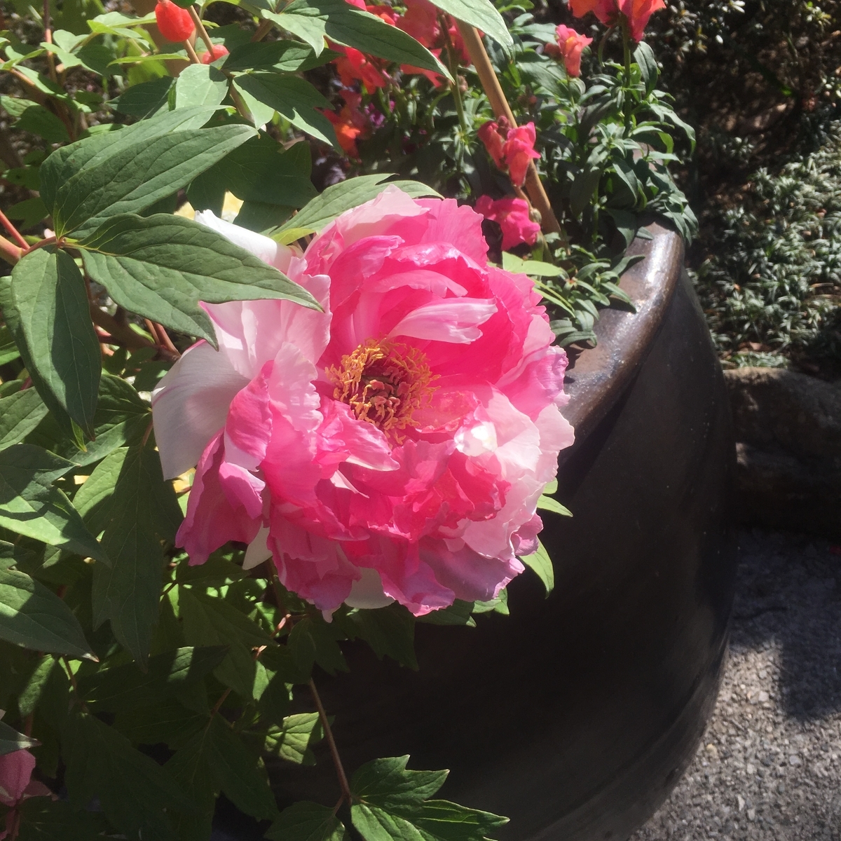f:id:kuragerium:20190430150250j:plain f:id:kuragerium:20190430150250j:plain