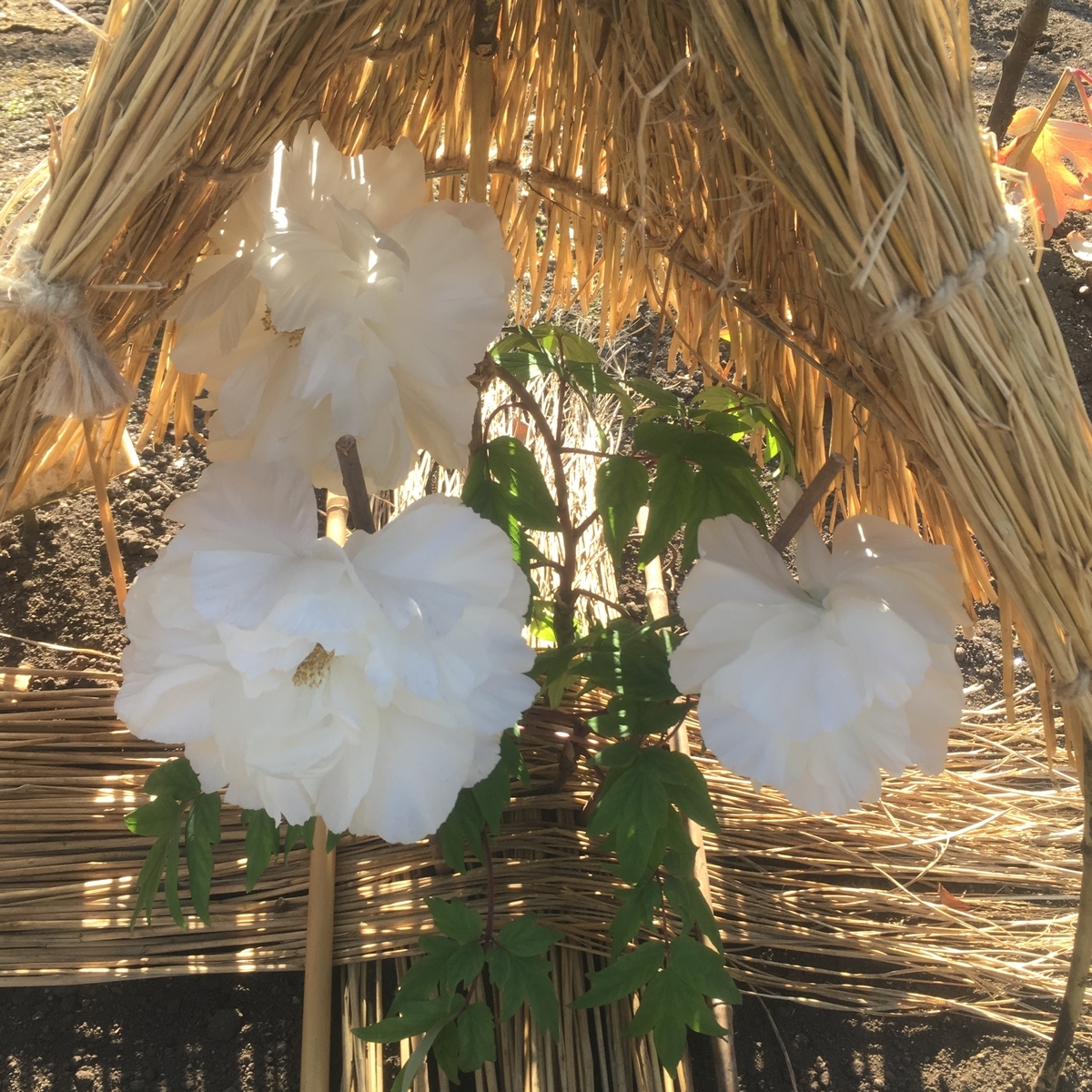 f:id:kuragerium:20190430150805j:plain f:id:kuragerium:20190430150805j:plain