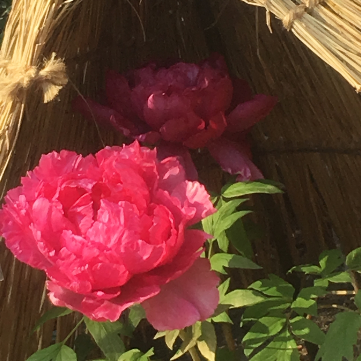 f:id:kuragerium:20190430150928j:plain f:id:kuragerium:20190430150928j:plain