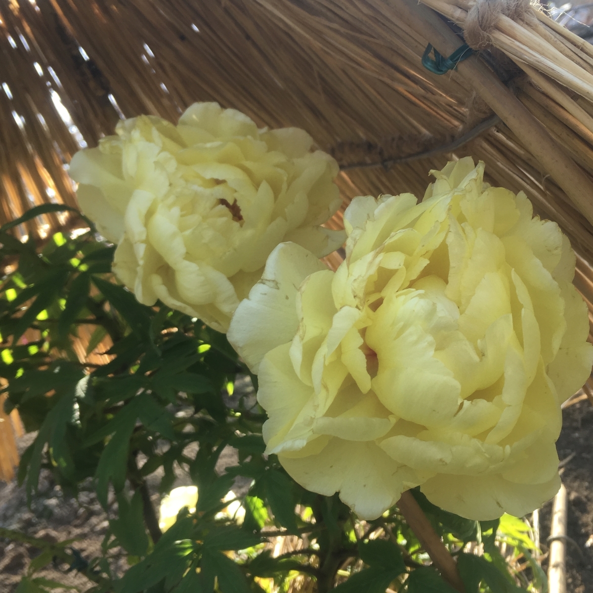 f:id:kuragerium:20190430151113j:plain f:id:kuragerium:20190430151113j:plain