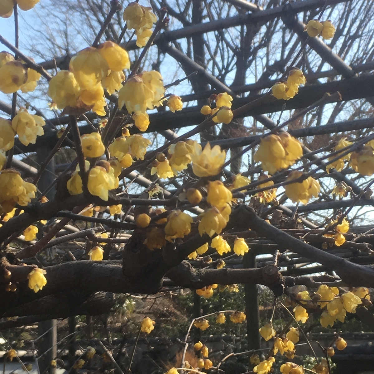 f:id:kuragerium:20190430152338j:plain f:id:kuragerium:20190430152338j:plain