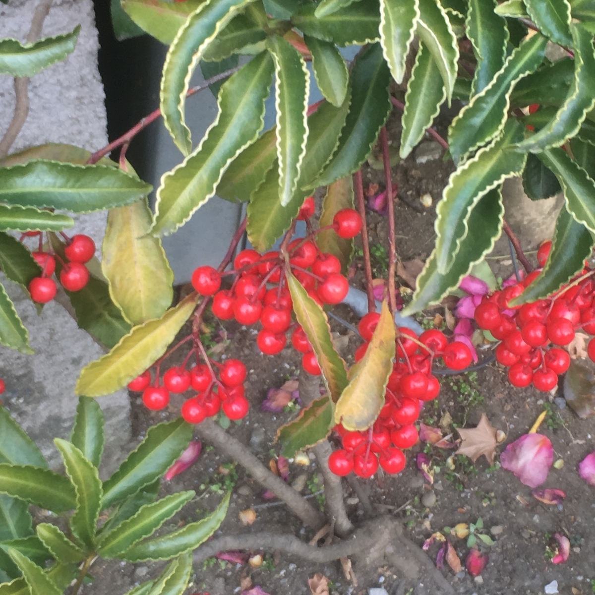 f:id:kuragerium:20190430152424j:plain f:id:kuragerium:20190430152424j:plain