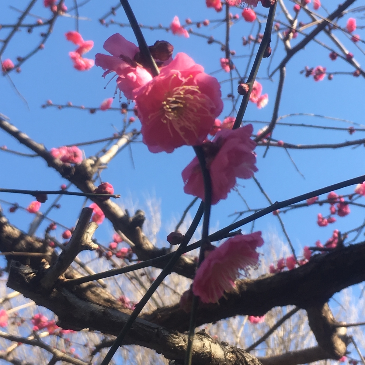f:id:kuragerium:20190430152809j:plain f:id:kuragerium:20190430152809j:plain