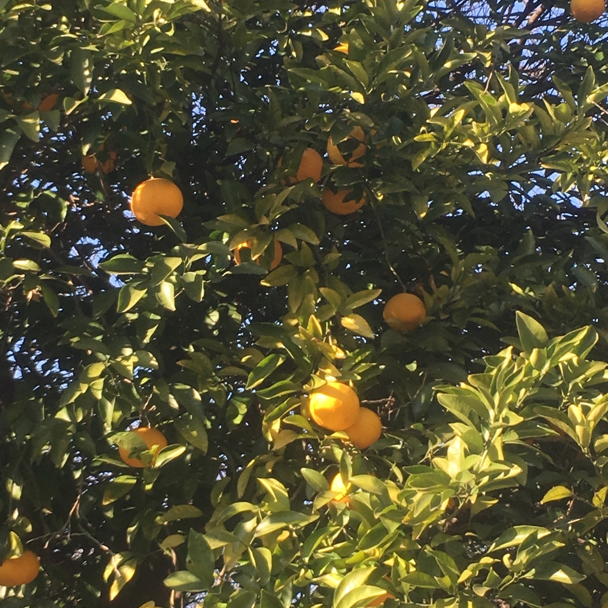 f:id:kuragerium:20190430153306j:plain f:id:kuragerium:20190430153306j:plain