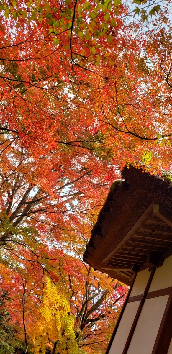 f:id:kurakkaa:20201124130223j:plain