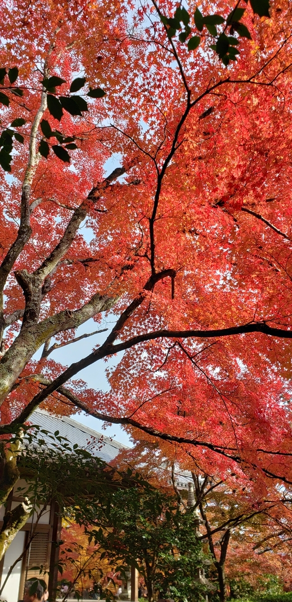 f:id:kurakkaa:20201124130921j:plain