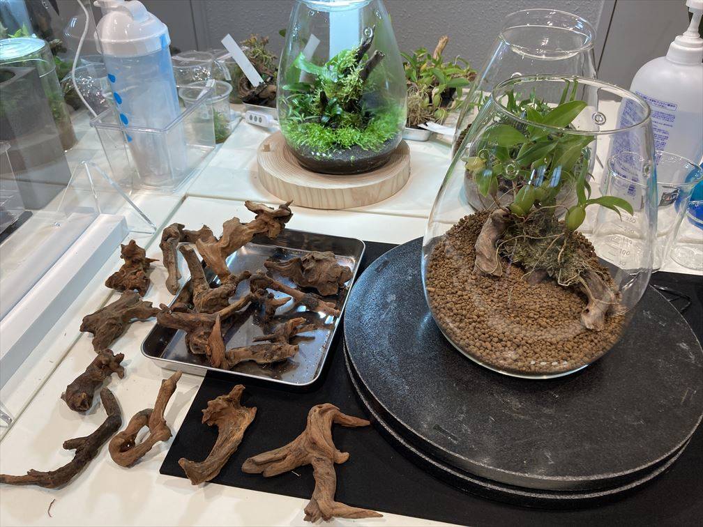 ADAネイチャーアクアリウム展覧会でミニパルダリウム制作ワーク