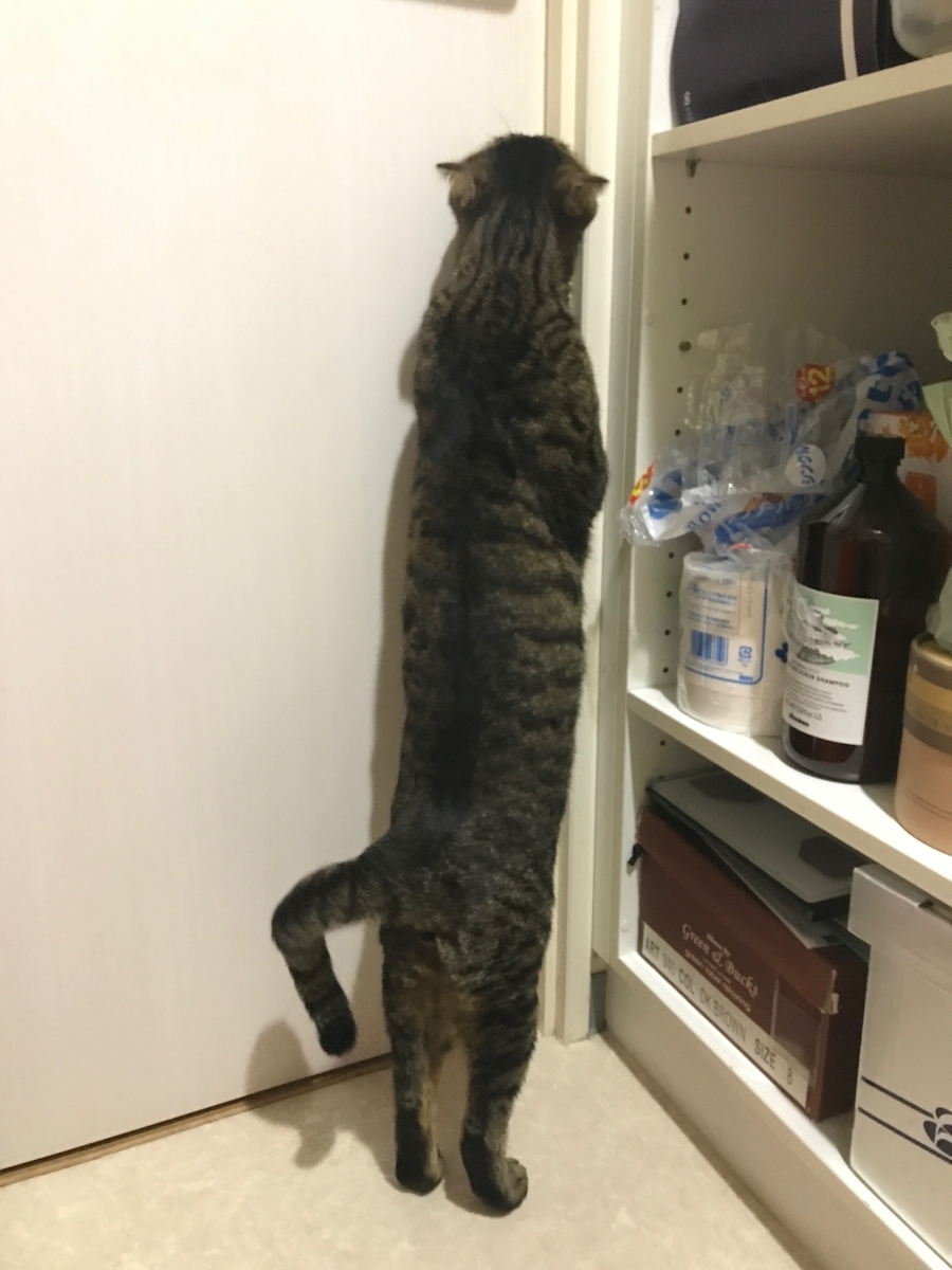 猫 ハマグリの胴長コレクション 19 S S 蔵前に住み台湾に行く