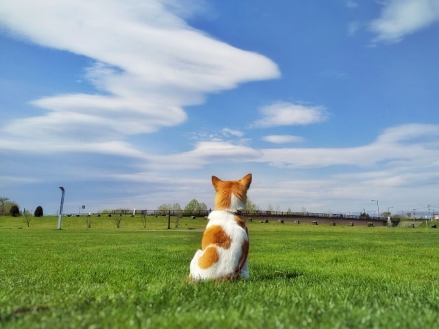 f:id:kurapinome:20200531171809j:plain f:id:kurapinome:20200531171809j:plain