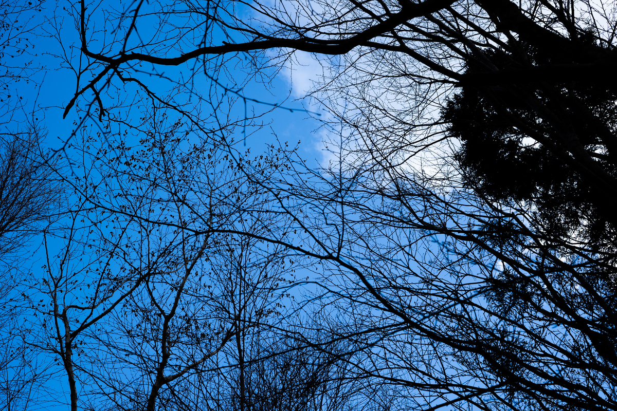 f:id:kurasesu:20190512120210j:plain f:id:kurasesu:20190512120210j:plain