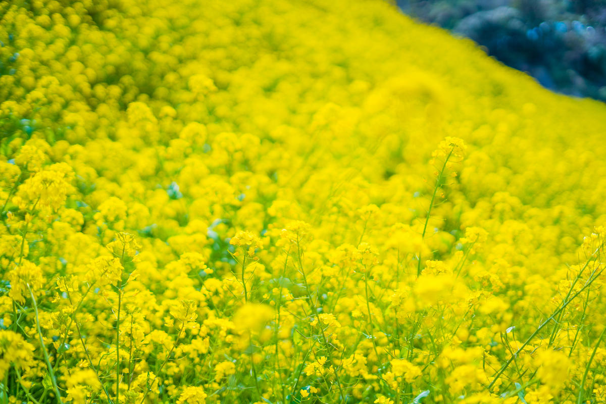 f:id:kurasesu:20190512120222j:plain f:id:kurasesu:20190512120222j:plain