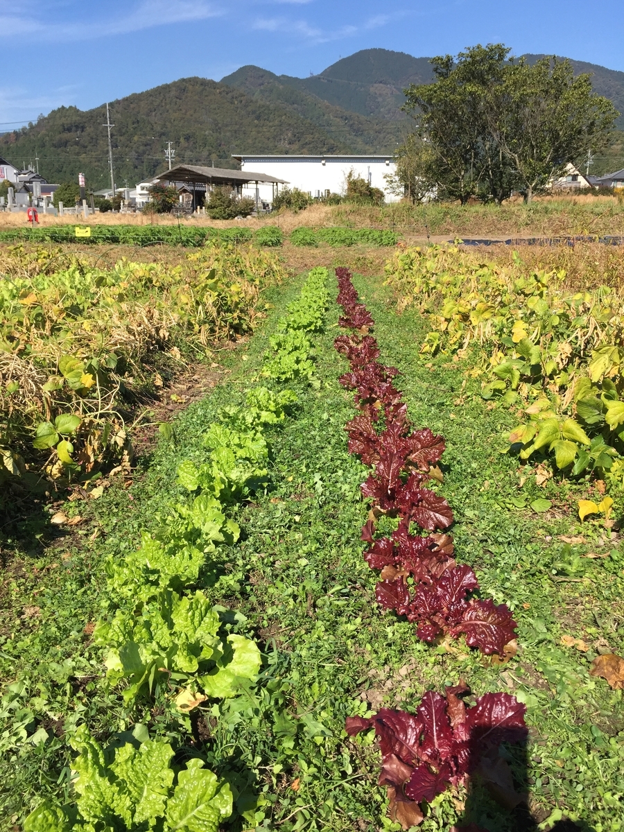 f:id:kurashiCocoro:20191117201555j:plain f:id:kurashiCocoro:20191117201555j:plain