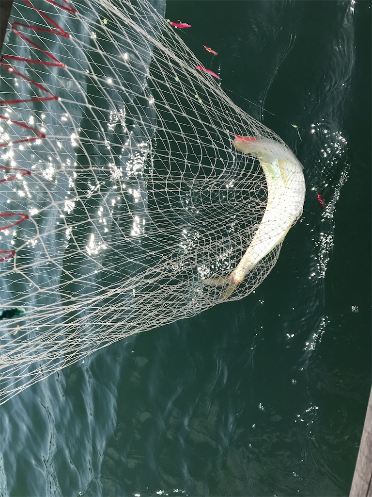 珍魚ヒラを釣る くらしのちえ