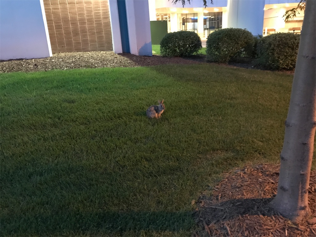 f:id:kurashi_chie:20180630175926j:image f:id:kurashi_chie:20180630175926j:image