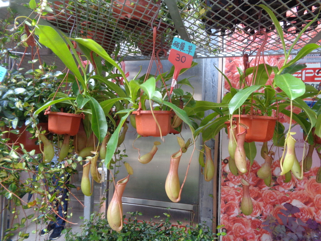 f:id:kurashi_chie:20180722090442j:plain