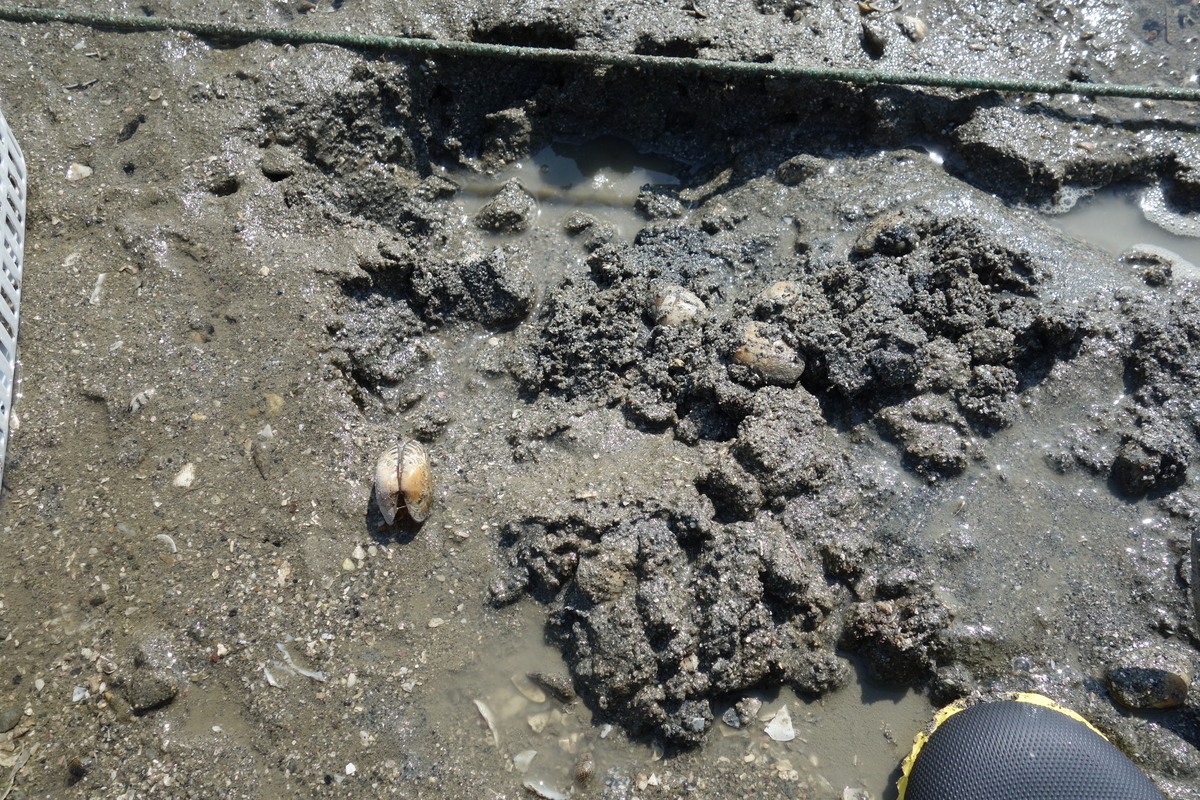 f:id:kurashi_chie:20190407064141j:plain