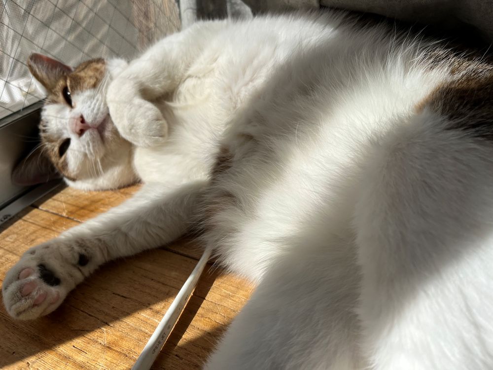 日向ぼっこしている猫