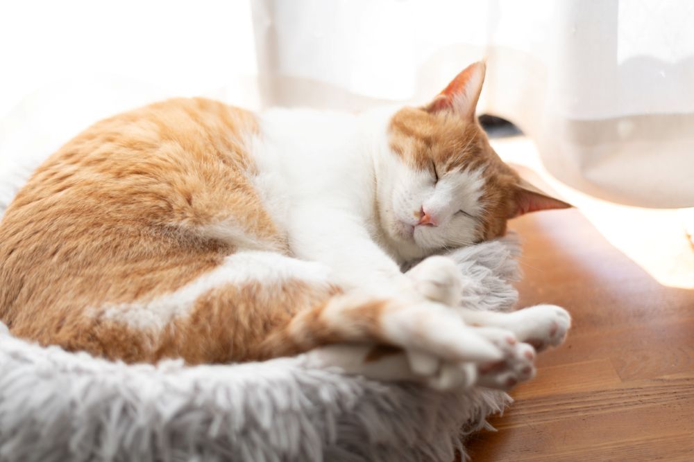 寝ている猫