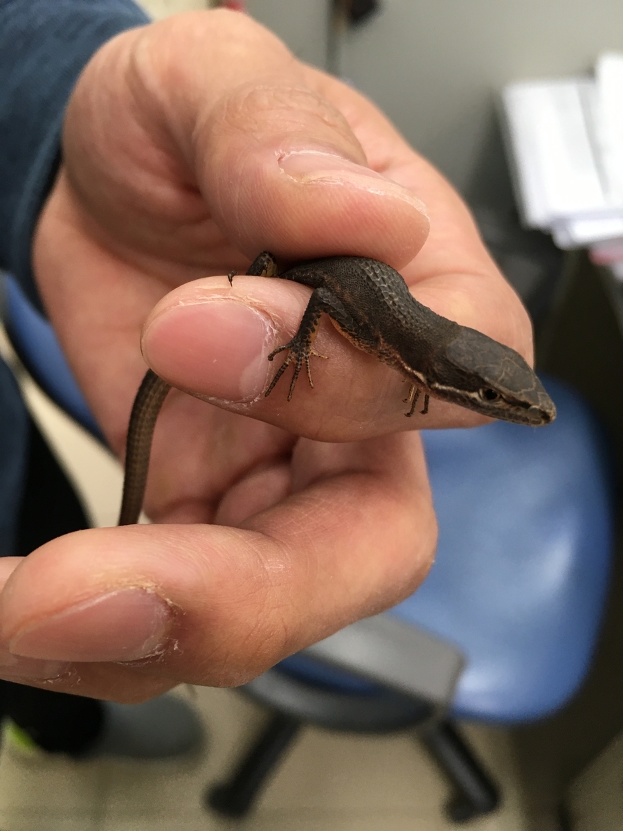 キラキラ冬のシャイニーgとは 音楽の人気 最新記事を集めました はてな