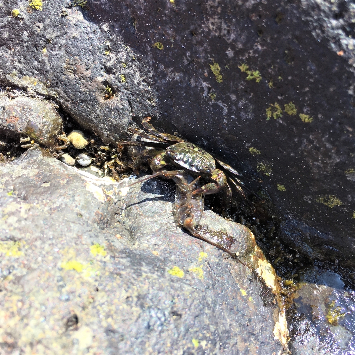f:id:kurashiisland:20210711214442j:plain