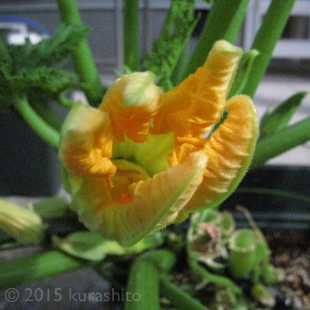 受粉後のズッキーニの雌花