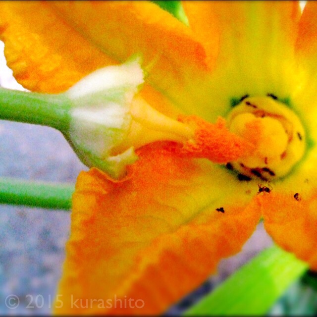 f:id:kurashito:20150811155935j:plain