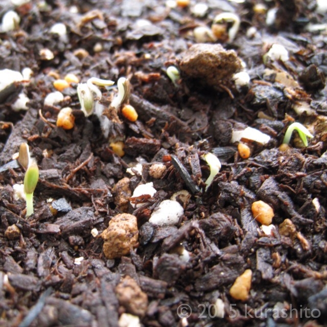 ガーデンレタスミックス発芽