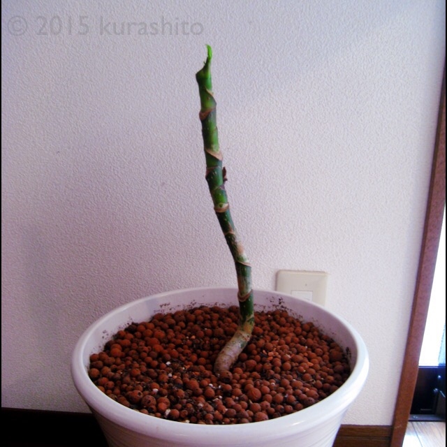 ツピタンサスの葉を落とした