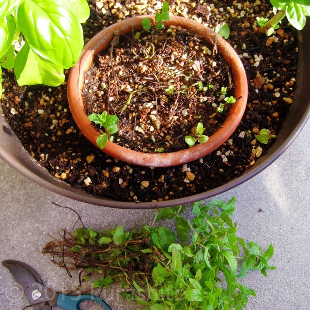 スペアミントの剪定 スペアミントの剪定