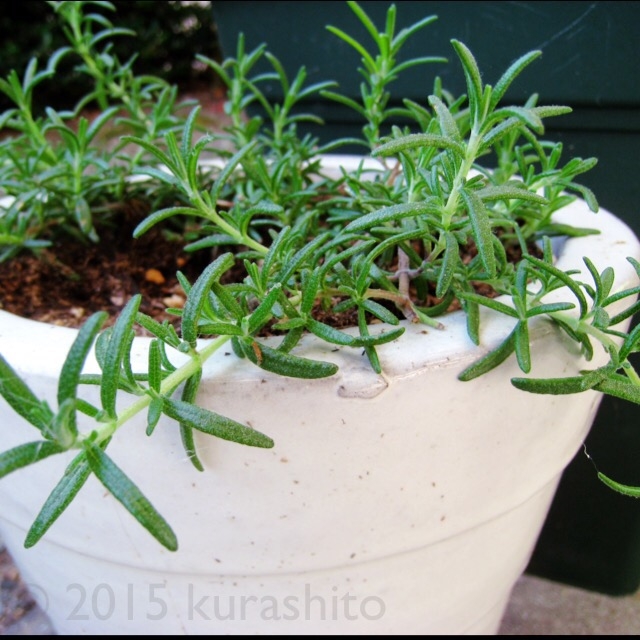 ローズマリー ローズマリー