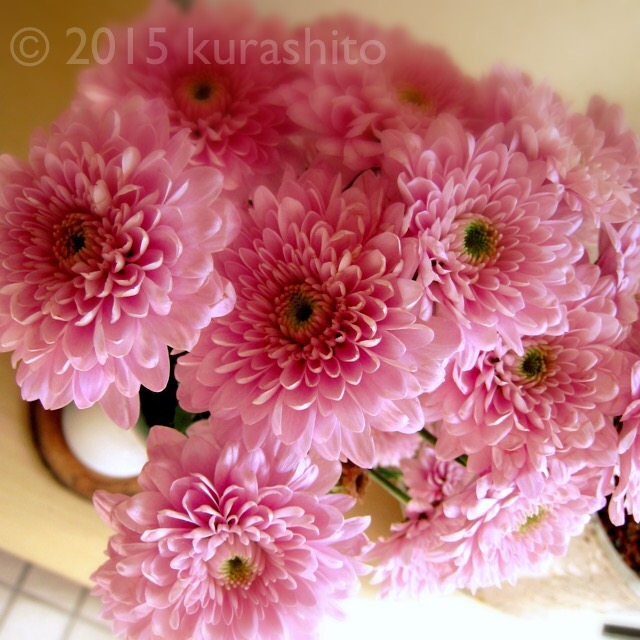 重陽の節句。菊。 重陽の節句。菊。