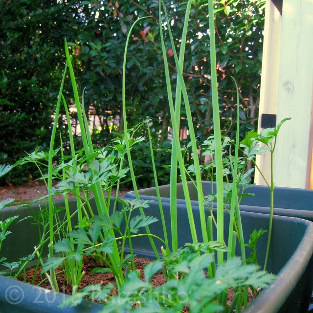 復活した小ネギ 復活した小ネギ