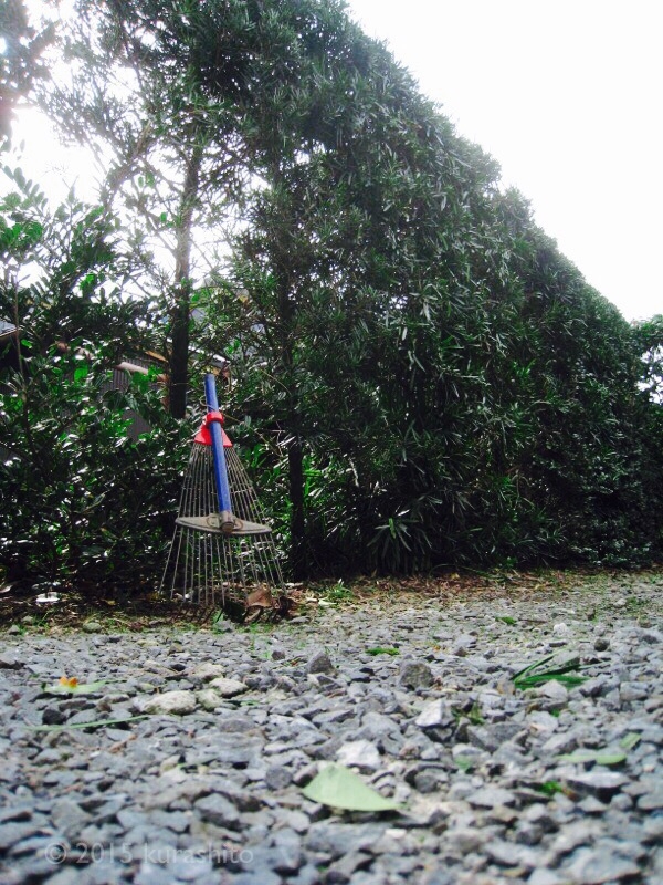 大家さんの生垣の手入れ 大家さんの生垣の手入れ