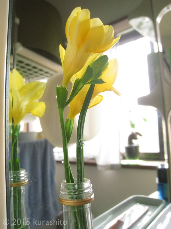 フリージア フリージア