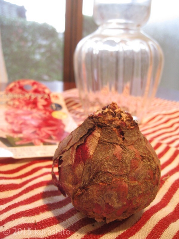 ヒヤシンスの球根 ヒヤシンスの球根